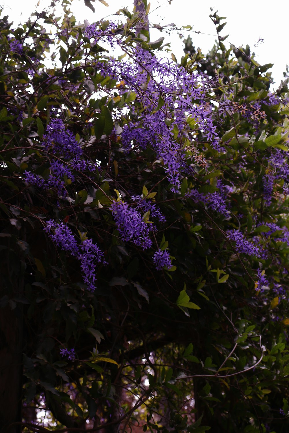 a tree with purple flowers in the foreground