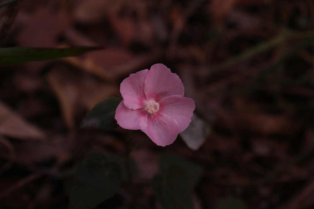 a pink flower with a white center in the middle of the ground
