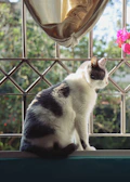 A playful cat in a vibrant dress posing on a sunny windowsill.