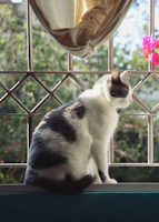A playful cat dressed in a vibrant pink dress with floral patterns posing on a sunny windowsill.