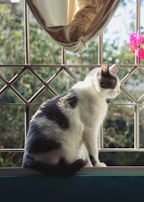 A stylish cat in a fuchsia pink shirt, perched on a windowsill with sunlight streaming in.