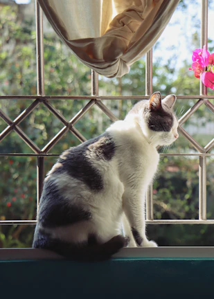 A playful cat in a vibrant dress posing on a sunny windowsill.