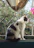 A joyful black and white cat named Chapotine sitting on a sunny windowsill with a mountain view in the background.