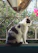 A joyful black and white cat named Chapotine sitting on a sunny windowsill with a mountain view in the background.