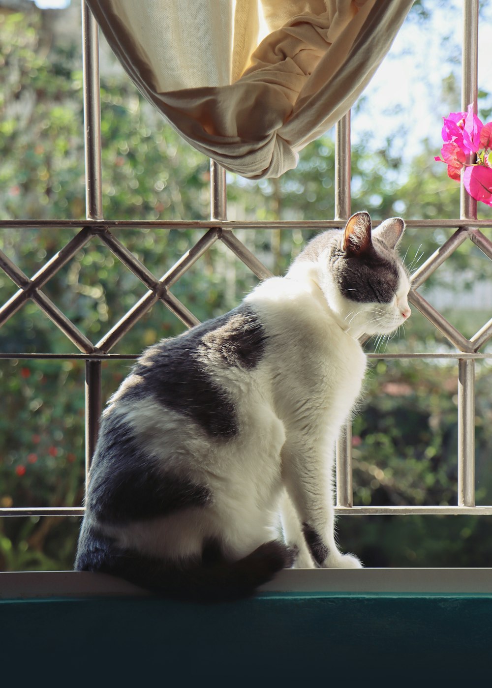 a black and white cat sitting on a window sill