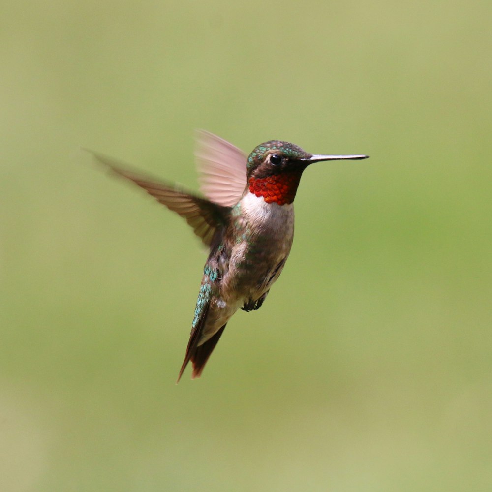 a hummingbird flying in the air with its wings spread