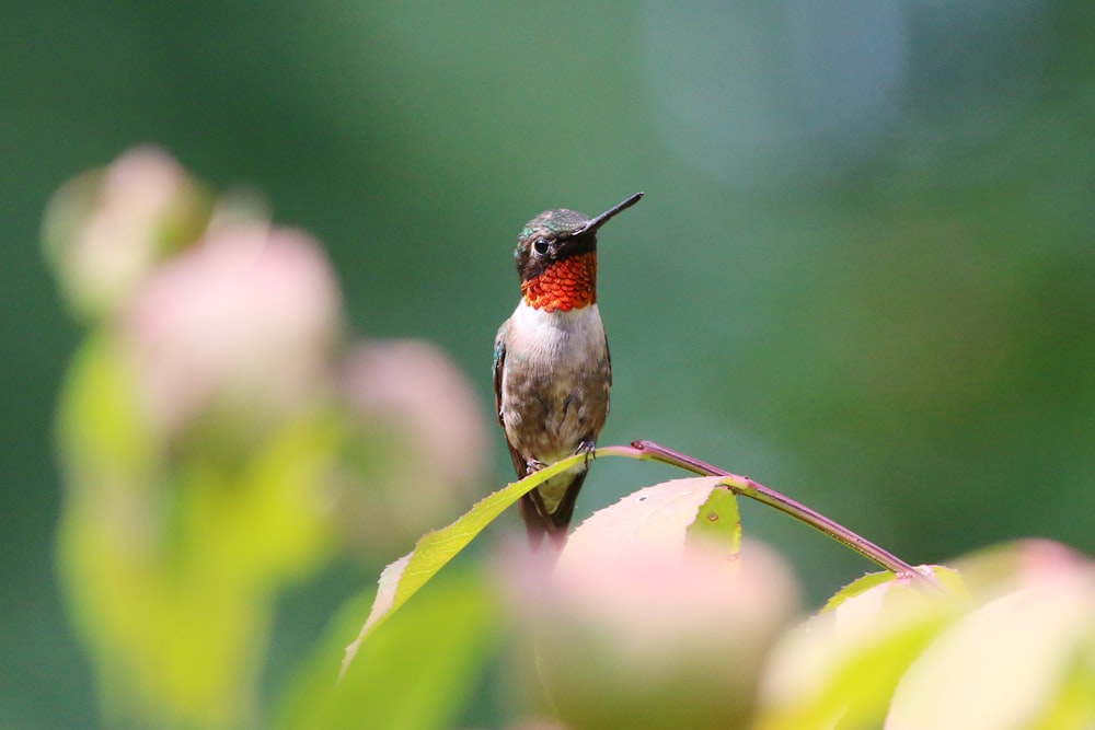 a hummingbird perched on a branch with pink flowers in the background