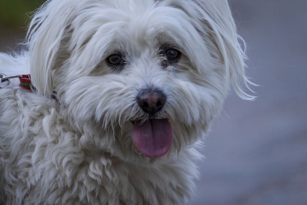 a close up of a white dog with its tongue out