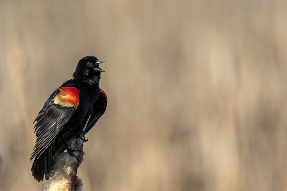 a black and red bird sitting on a branch