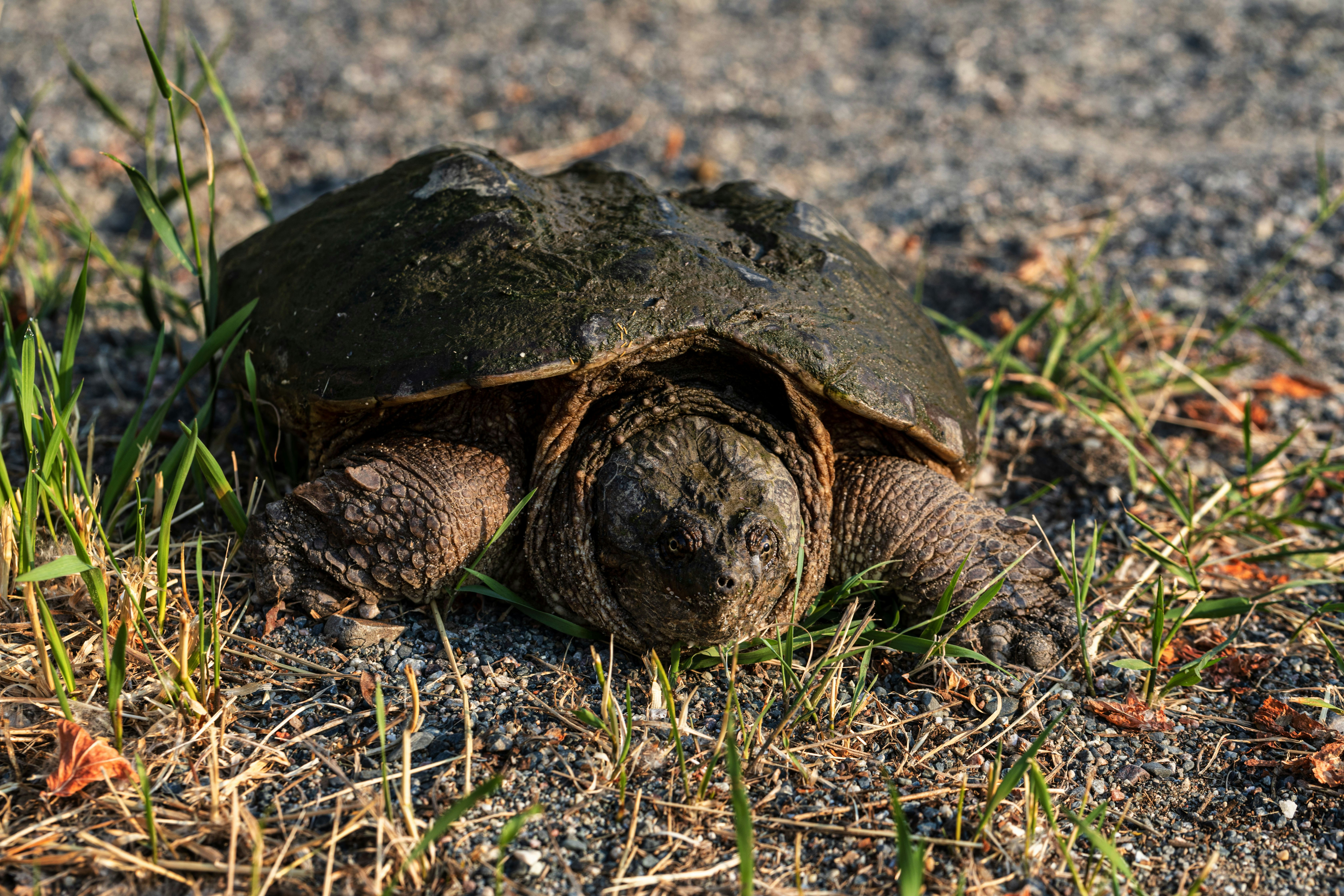 Western Swamp Tortoise: The Ultimate Survivor (image credits: unsplash)