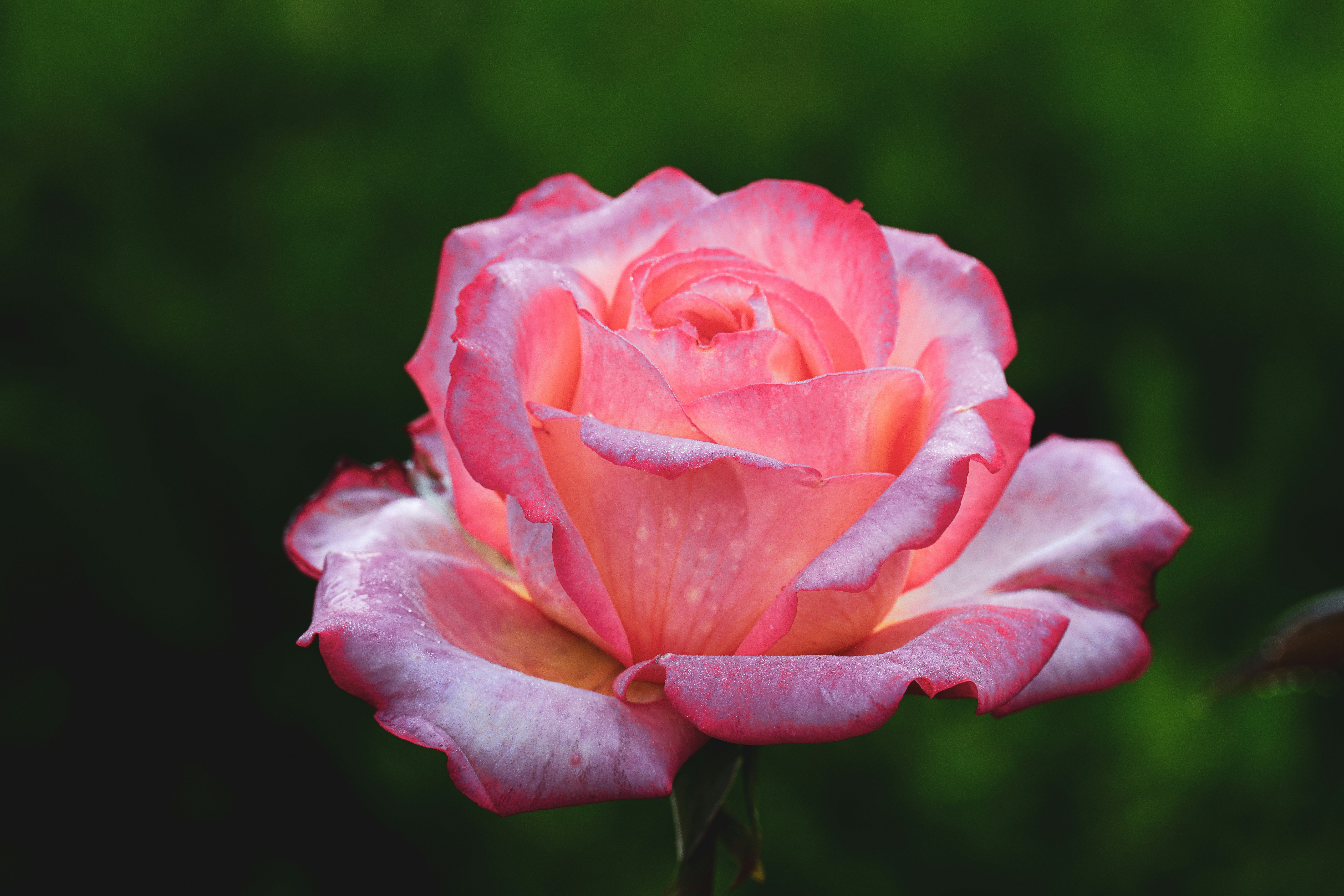 Photo by kim_dae_jeung