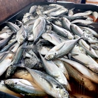 A pile of fresh fish is heaped in a container, possibly at a market or seafood shop. The fish have shiny scales and are laying on ice, suggesting they are being kept fresh.