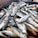 A pile of fresh fish is heaped in a container, possibly at a market or seafood shop. The fish have shiny scales and are laying on ice, suggesting they are being kept fresh.