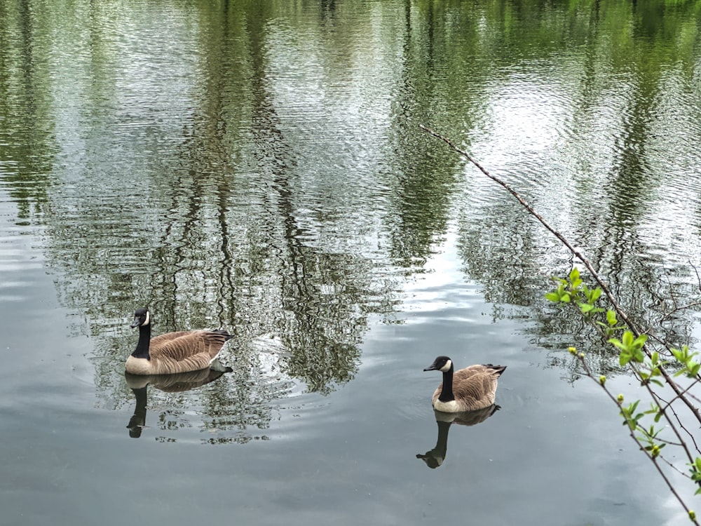 Un couple de canards flottant au-dessus d’un lac
