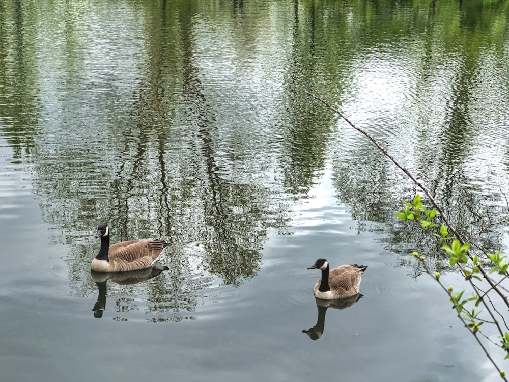 a couple of ducks floating on top of a lake