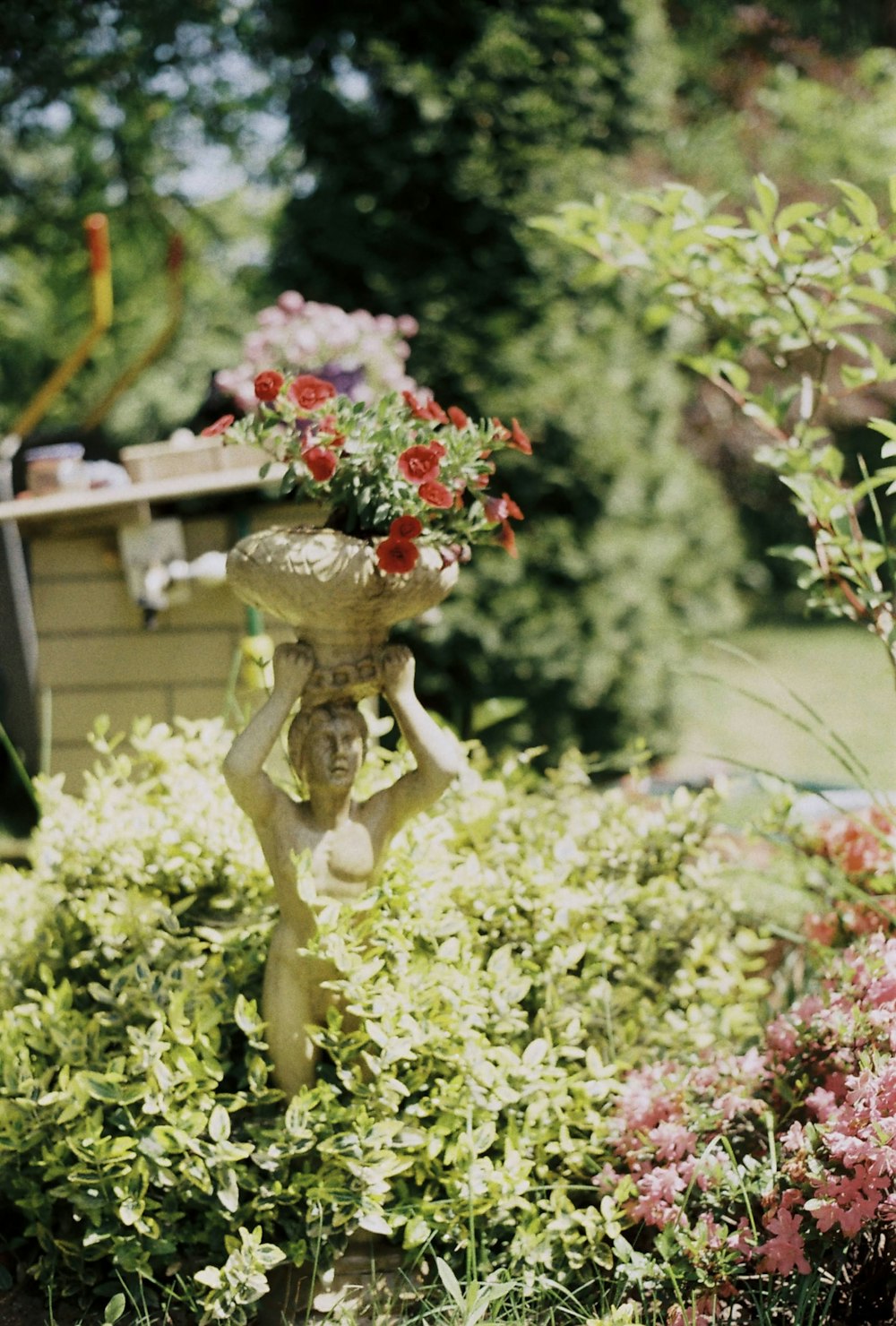 a garden filled with lots of flowers and plants