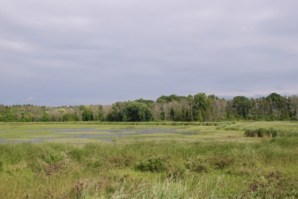 a grassy field with trees in the background