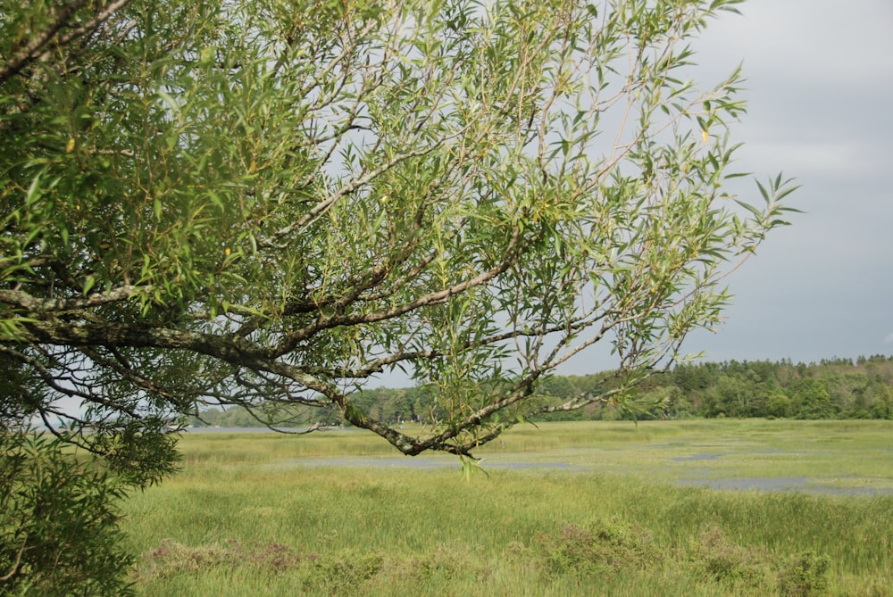 a large open field with a tree in the middle of it