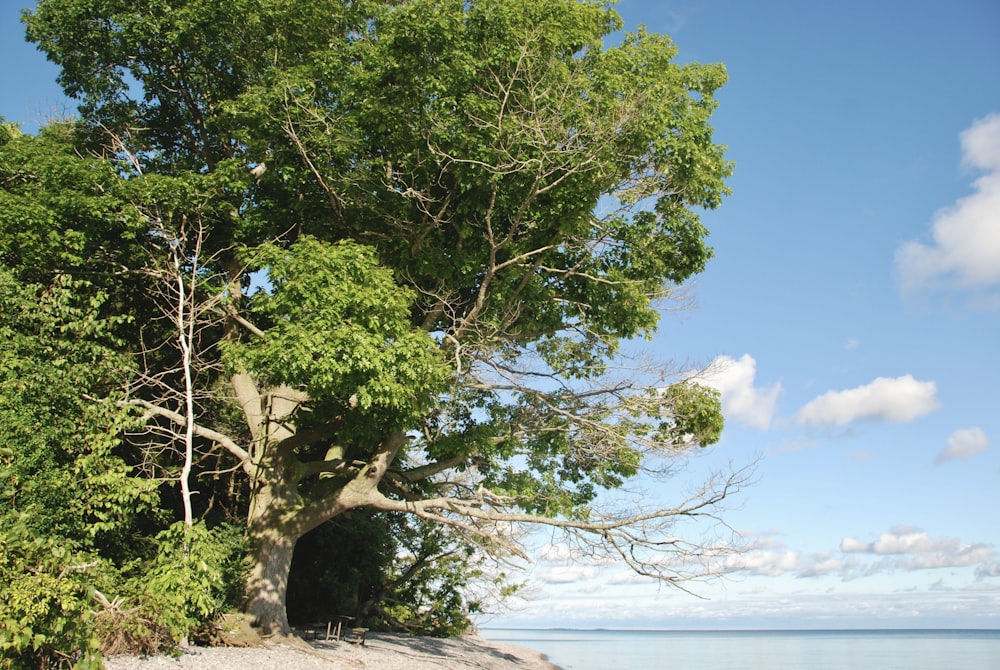 a large tree sitting on top of a sandy beach