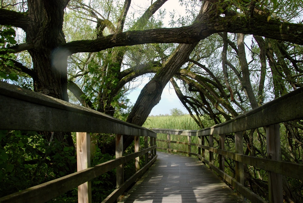 a wooden bridge surrounded by lots of trees