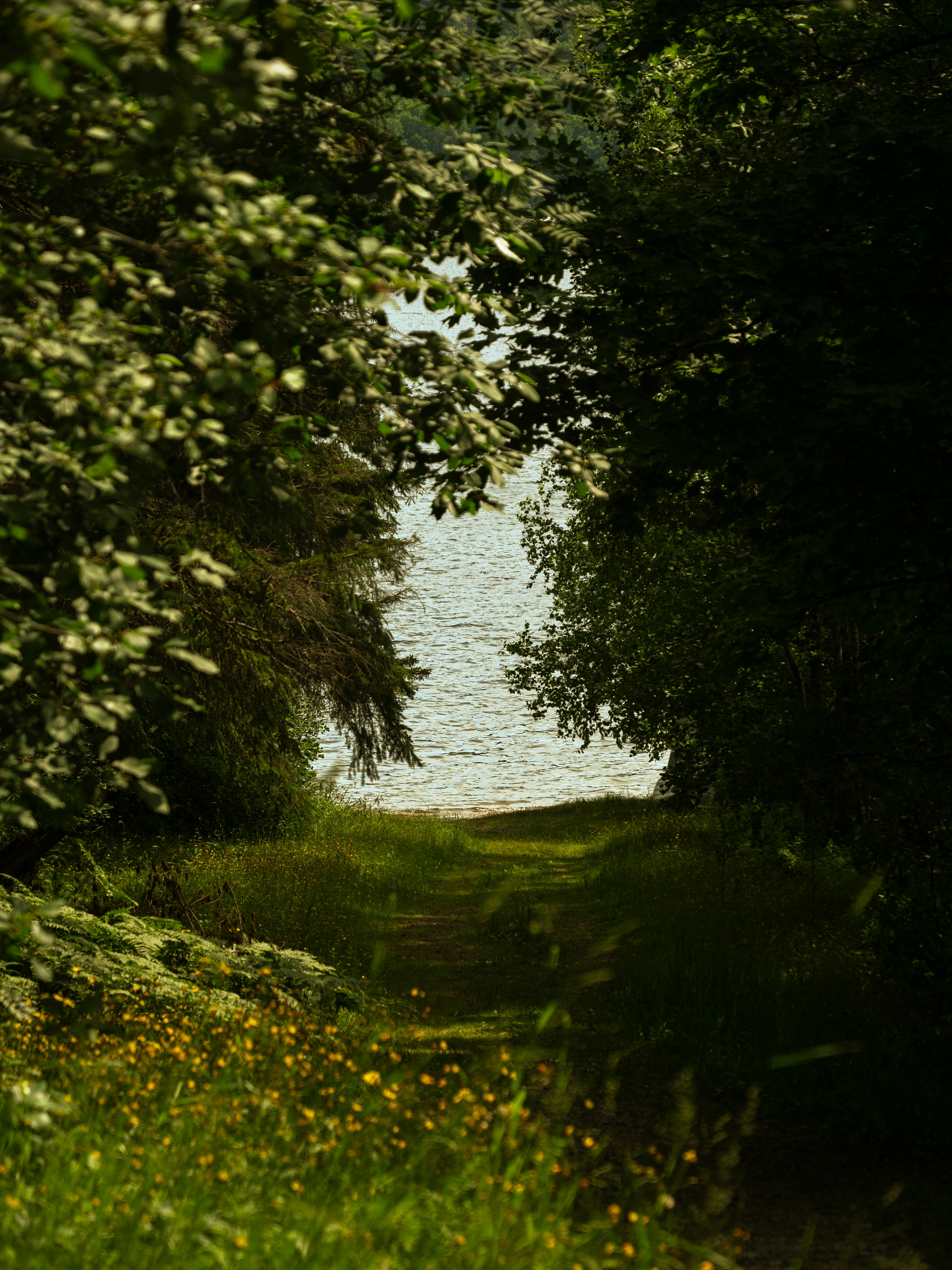 a path through the woods leading to a body of water