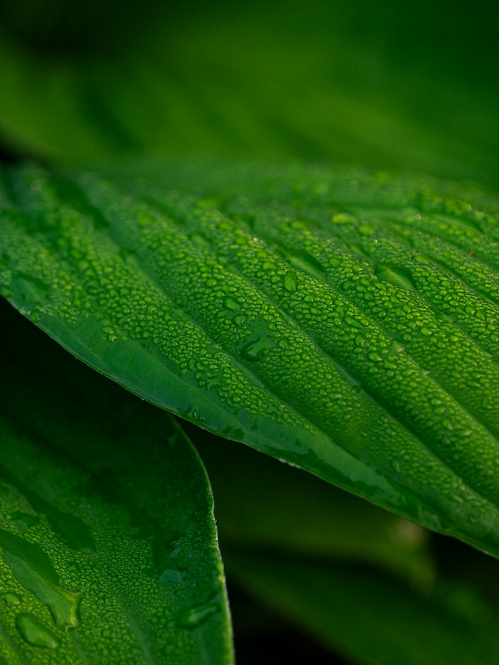 a green leaf with water drops on it