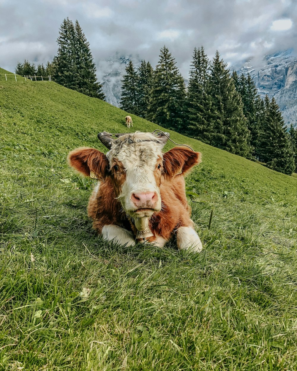 a brown and white cow laying on top of a lush green hillside