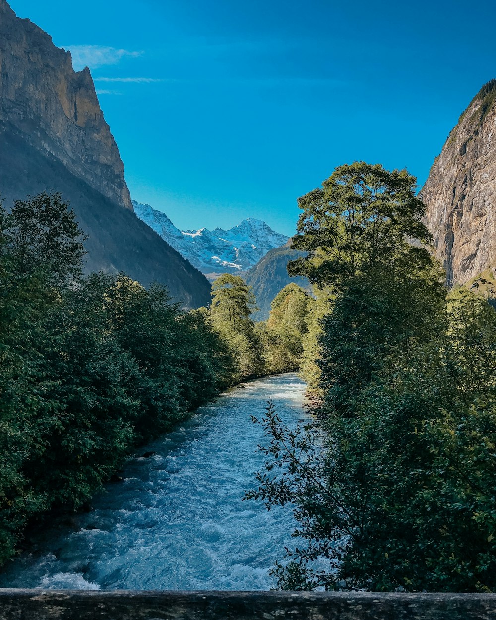 a river running through a lush green forest