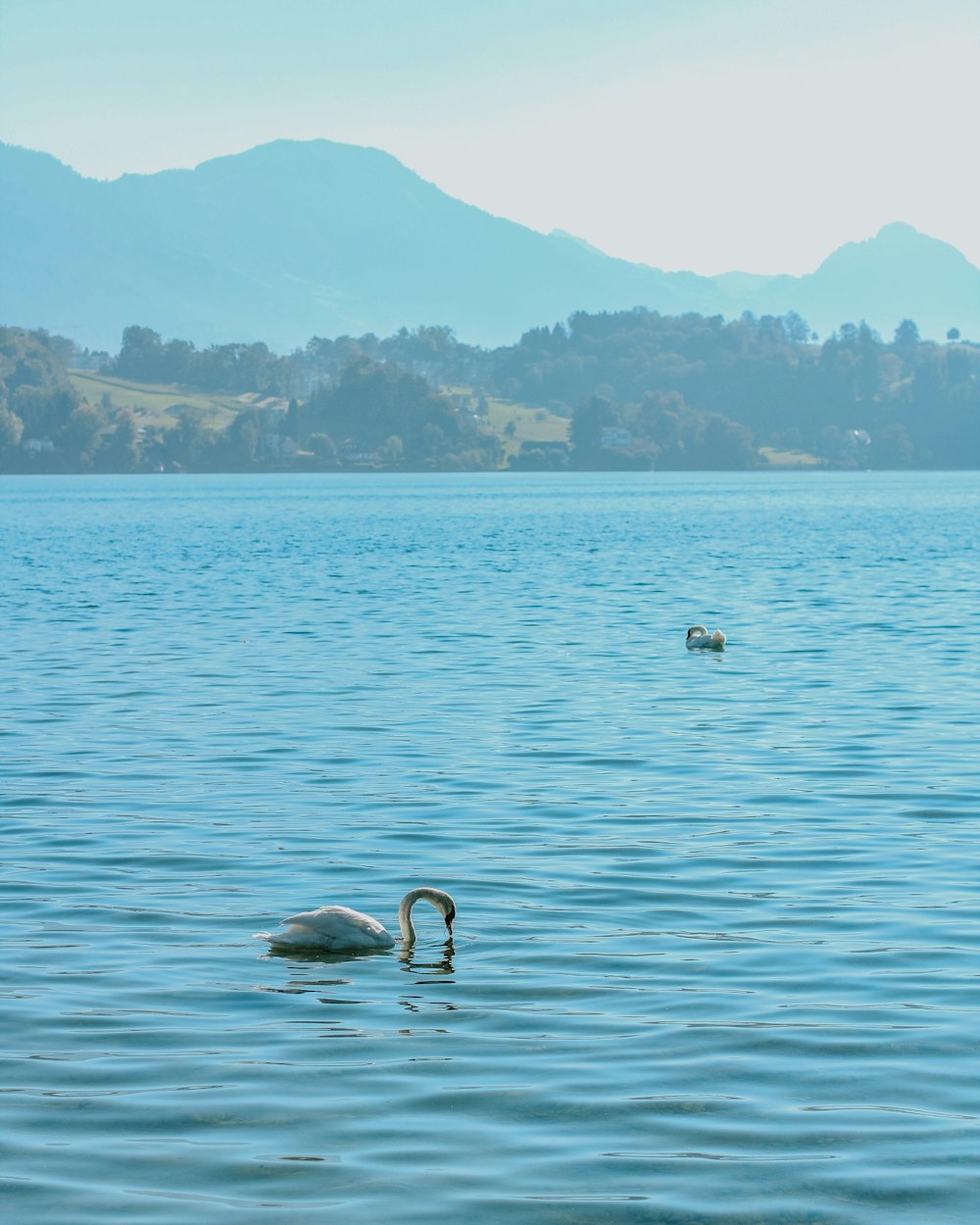 a swan swimming in a lake with mountains in the background