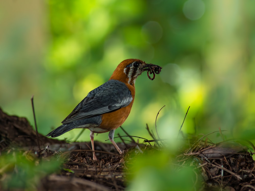 a small bird with a bug in its mouth