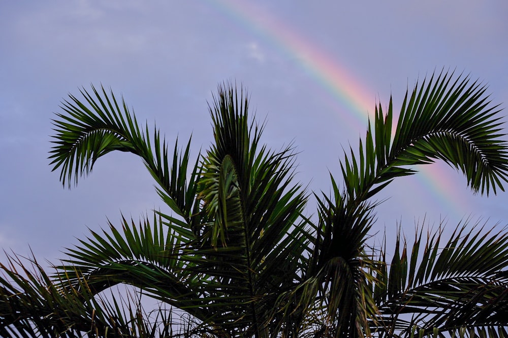 a palm tree with a rainbow in the background