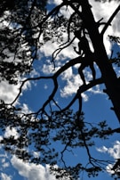 A silhouette of a person standing on the branches of a large tree against a bright blue sky filled with scattered white clouds. The tree's branches and leaves are dark, creating an intricate pattern against the sky.