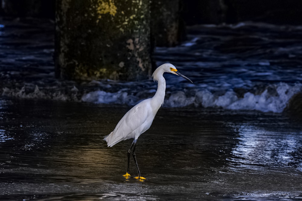 a white bird is standing in the water