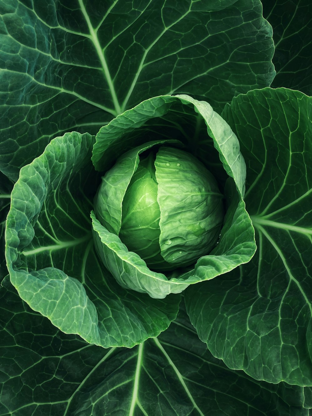 a close up of a green leafy vegetable