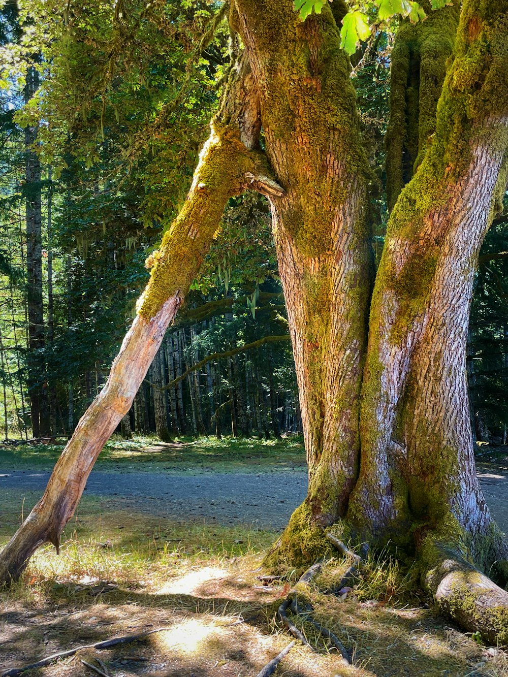 a couple of trees that are next to each other