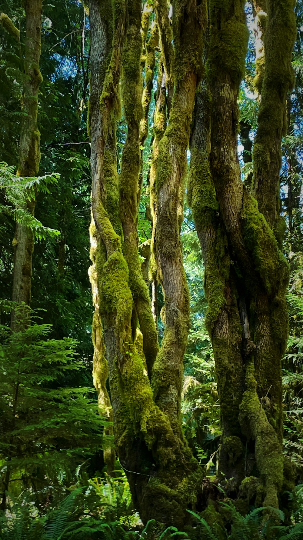 a forest filled with lots of trees covered in moss