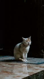 A light-colored cat is sitting on a small rug in a dimly lit room with a tiled floor. The cat appears relaxed with eyes closed and is highlighted by natural light.