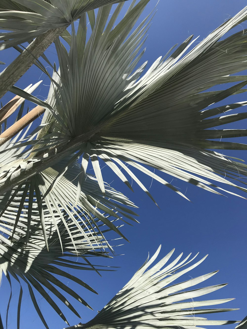 a close up of a palm tree with a blue sky in the background