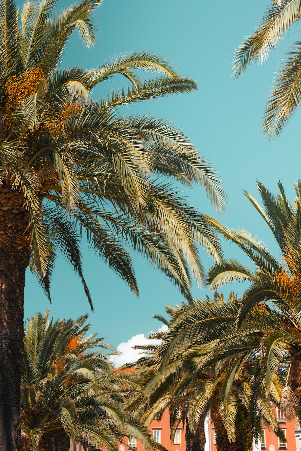 a group of palm trees in front of a building