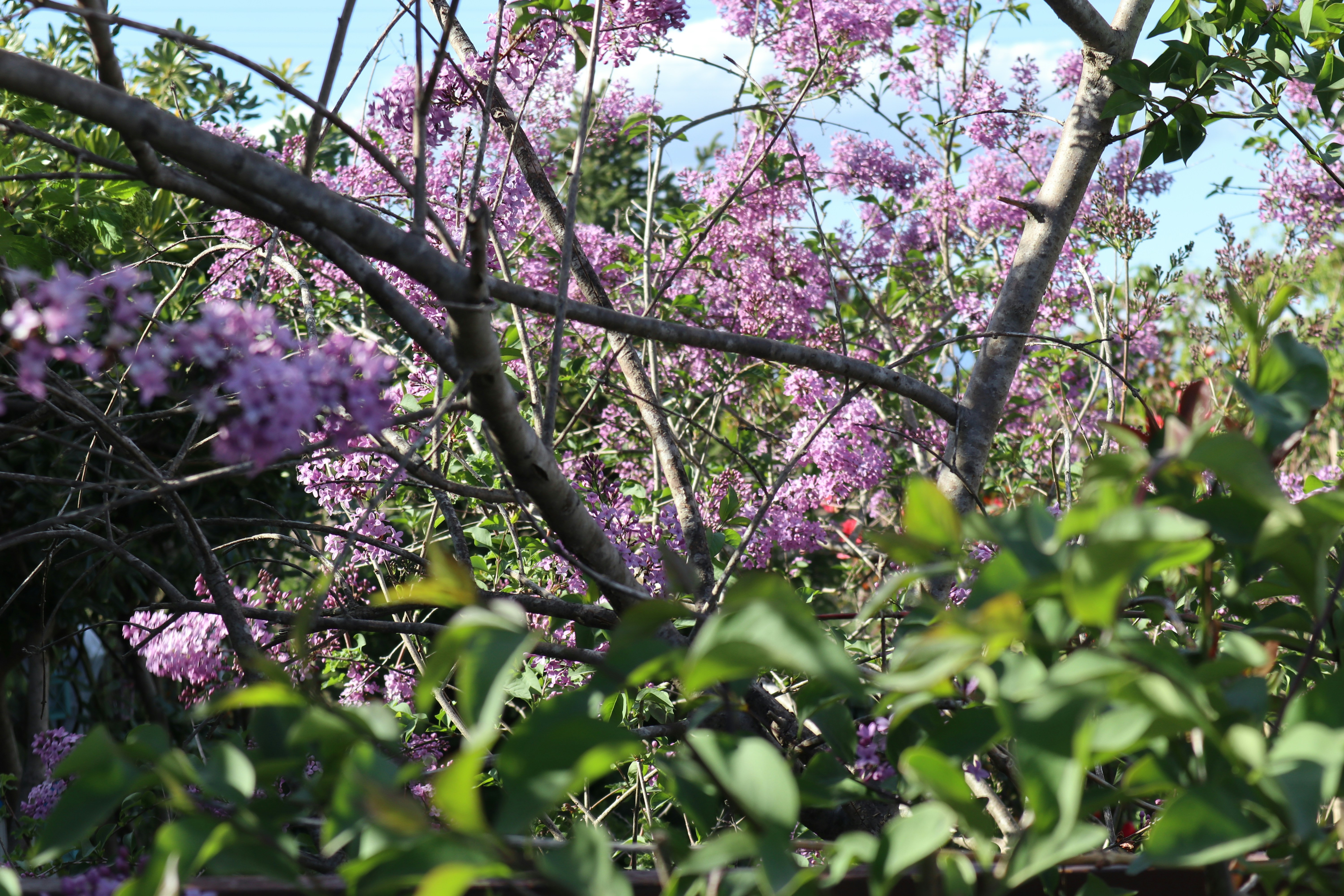 Foto zum Thema Ein Strauch mit lila Blüten und grünen Blättern