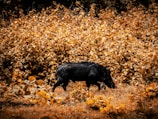 a black pig walking through a field of yellow flowers