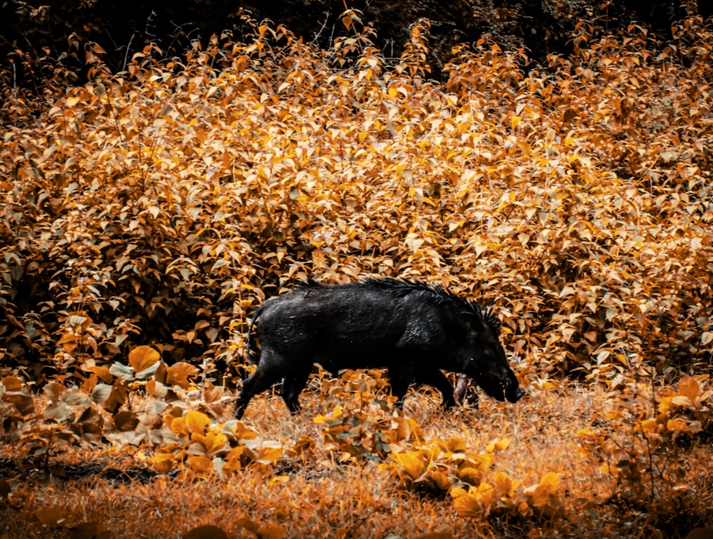 a black pig walking through a field of yellow flowers