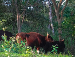Several bovines stand on a grassy patch surrounded by dense trees, with dappled sunlight filtering through the foliage. The animals have dark coats and prominent horns.