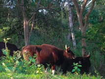 Several bovines stand on a grassy patch surrounded by dense trees, with dappled sunlight filtering through the foliage. The animals have dark coats and prominent horns.