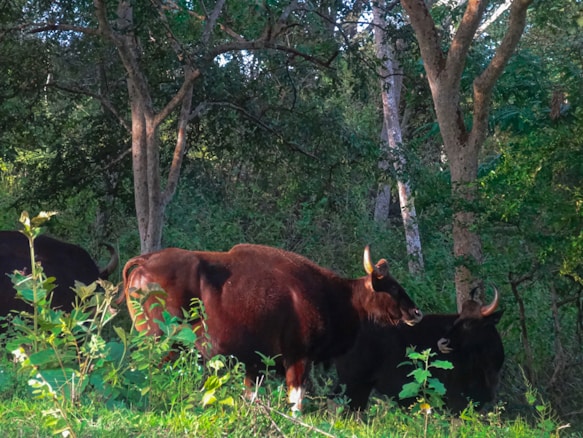 Several bovines stand on a grassy patch surrounded by dense trees, with dappled sunlight filtering through the foliage. The animals have dark coats and prominent horns.