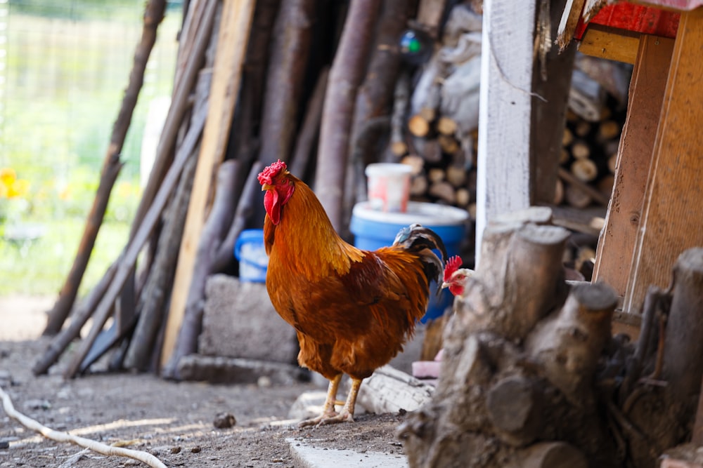 a rooster standing next to a pile of wood