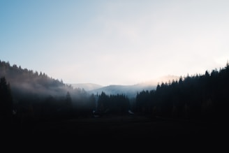 A misty morning in the Jura mountains with dew-covered pine trees.