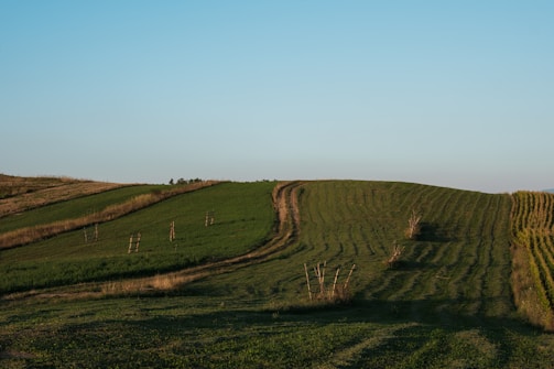 Gently rolling hills with evenly spaced rows of lush green grass under a clear blue sky. Sparse wooden structures are scattered across the landscape, adding a touch of rustic charm to the serene setting.