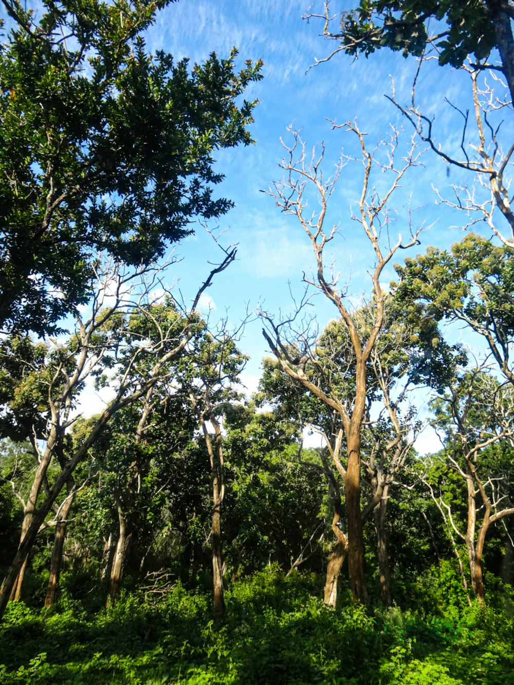 a forest filled with lots of tall trees