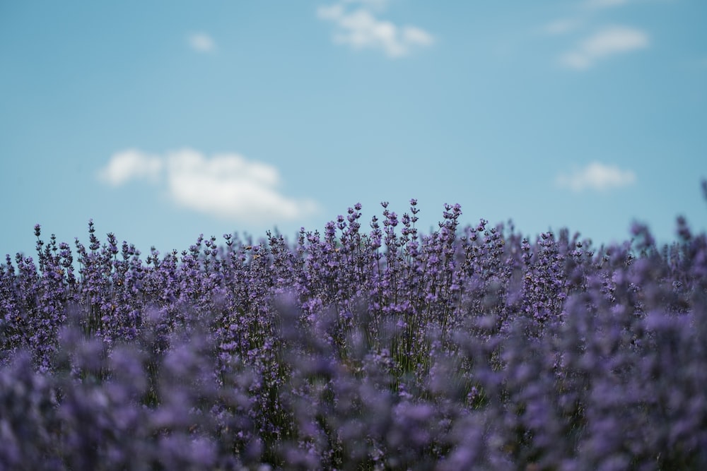 a field full of purple flowers under a blue sky